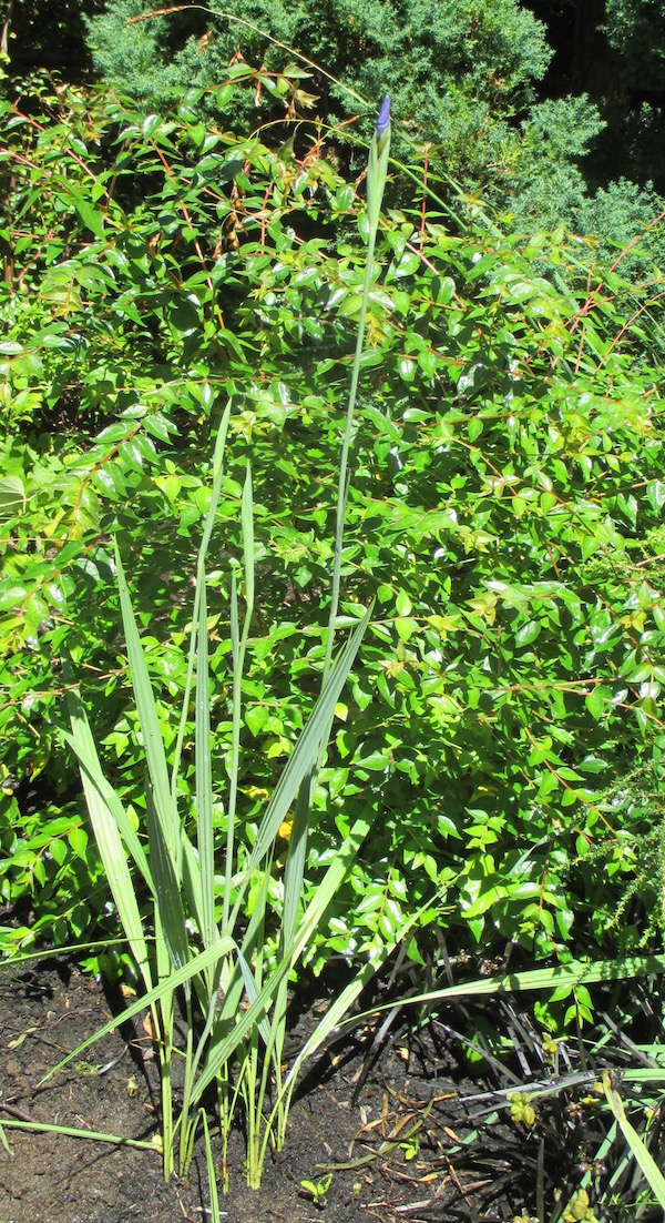 <i>Phalocallis cœlestis</i>